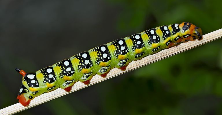 Raupe vom Wolfsmilchschwärmer (Hyles euphorbiae) - Chenille du Sphinx de l'Euphorbe. Photo 2
