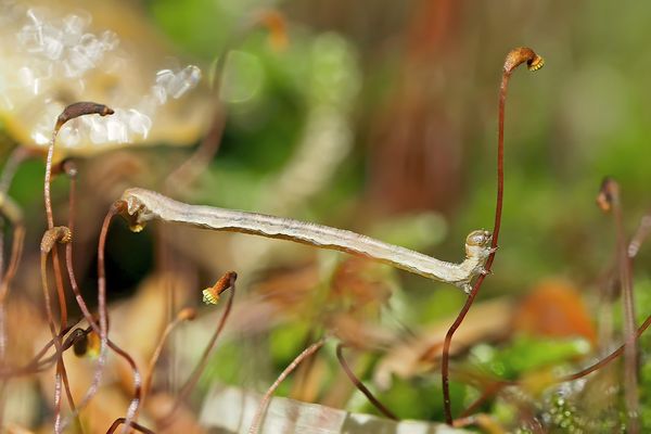 Raupen-Akrobatik auf Moossporen! - Acrobatie d'une chenille sur des spores de mousse! Photo 1
