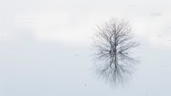 Reflexe d'arbre