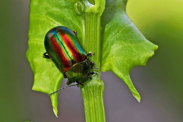Regenbogen-Blattkäfer (Chrysolina cerealis) - Un coléoptère comme un arc-en-ciel!