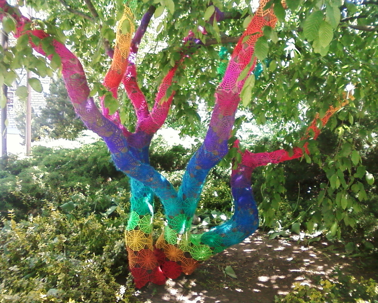 Regenbogenbaum Foto & Bild pflanzen, pilze & flechten