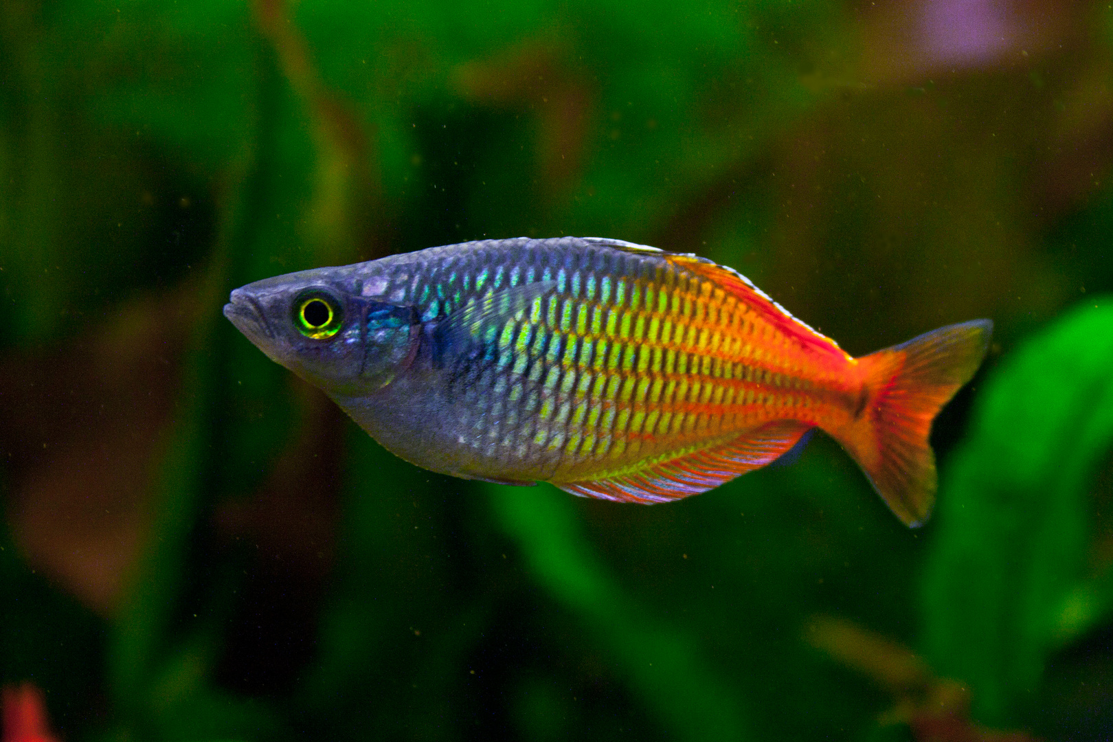 Regenbogenfisch Foto &amp; Bild | tiere, haustiere, aquaristik Bilder auf ...