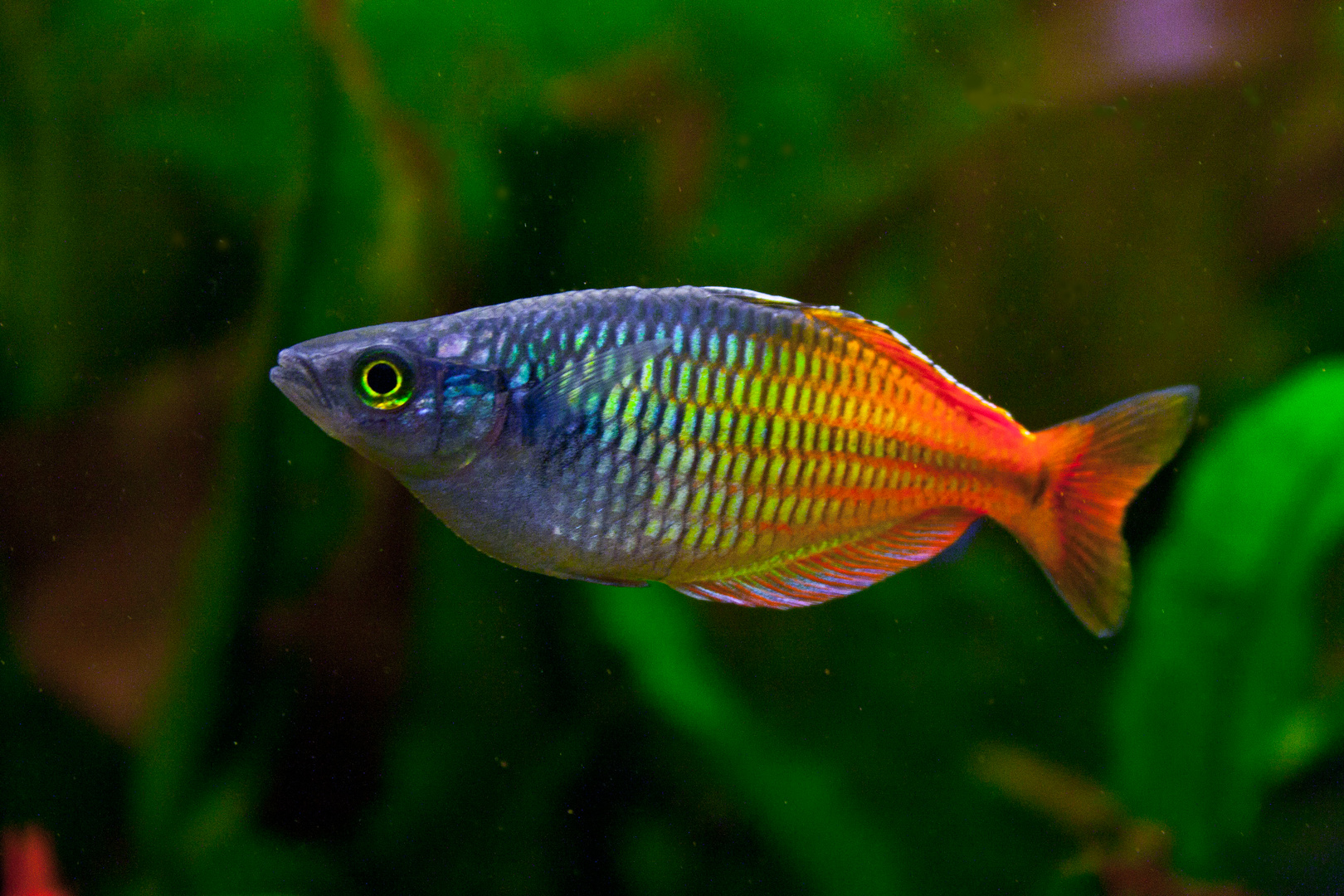 Regenbogenfisch Foto & Bild | tiere, haustiere, aquaristik Bilder auf