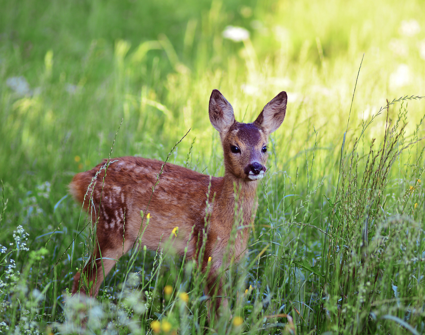 Rehkitz Foto & Bild tiere, natur Bilder auf