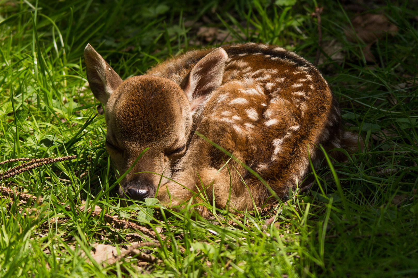 Rehkitz Foto & Bild tiere, tierkinder, natur Bilder auf