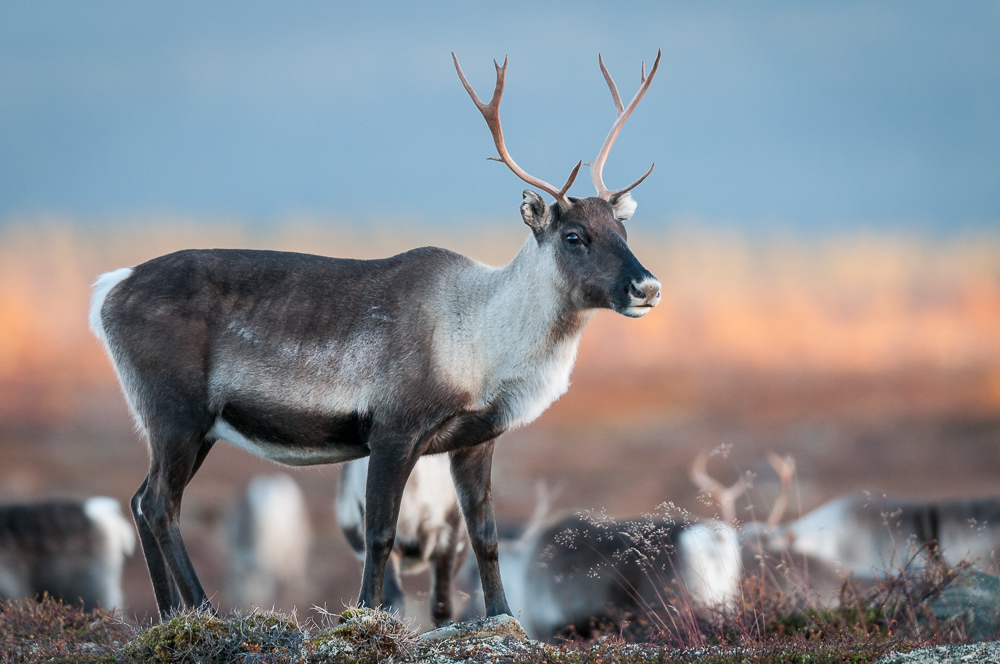 Rentier auf Flatruet Foto & Bild tiere, wildlife, säugetiere Bilder