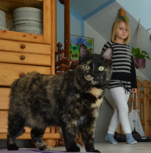 riesen katzen riesen katzen