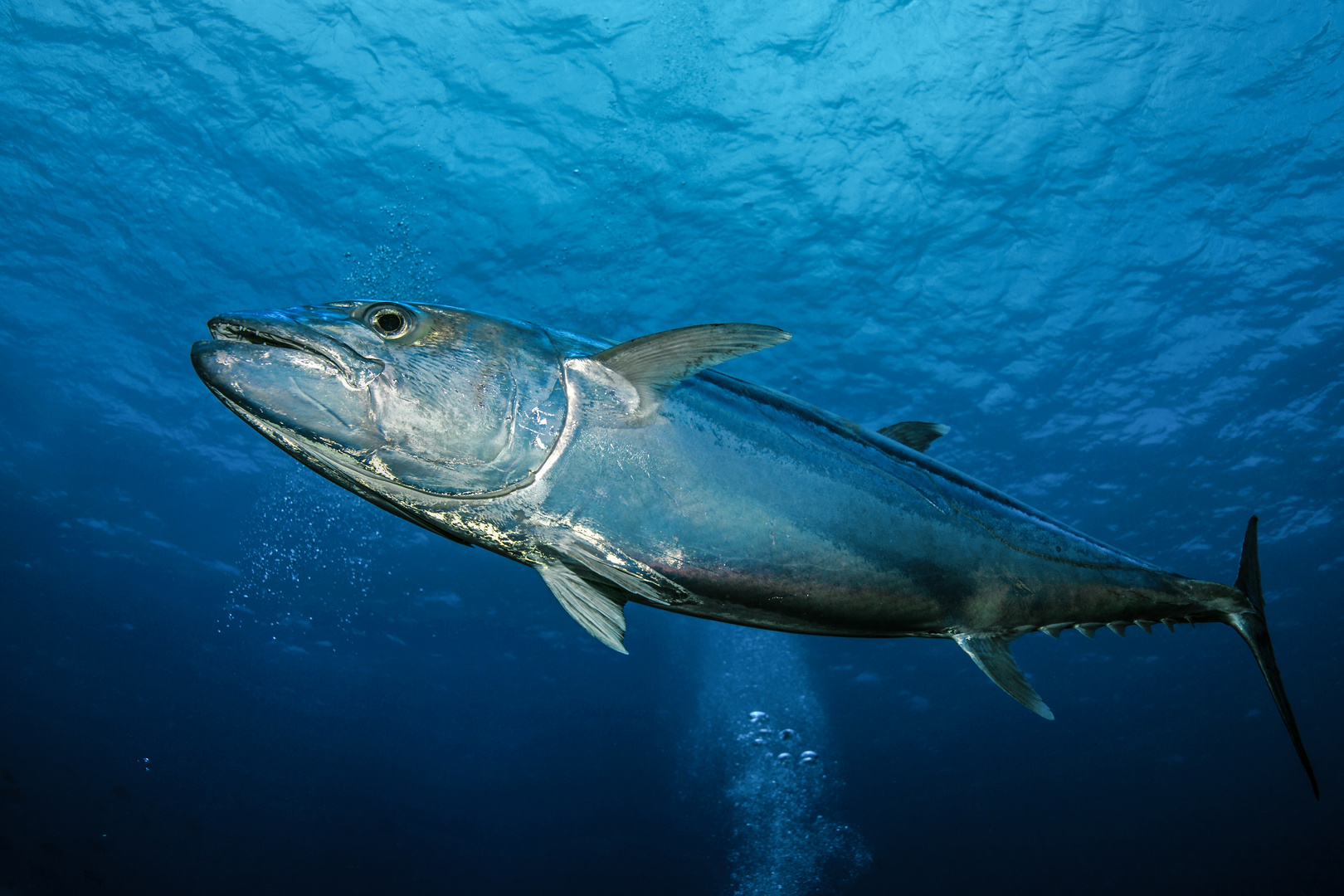 Riesen-Thunfisch Foto &amp; Bild | unterwasser, uw-salzwasser, natur ...