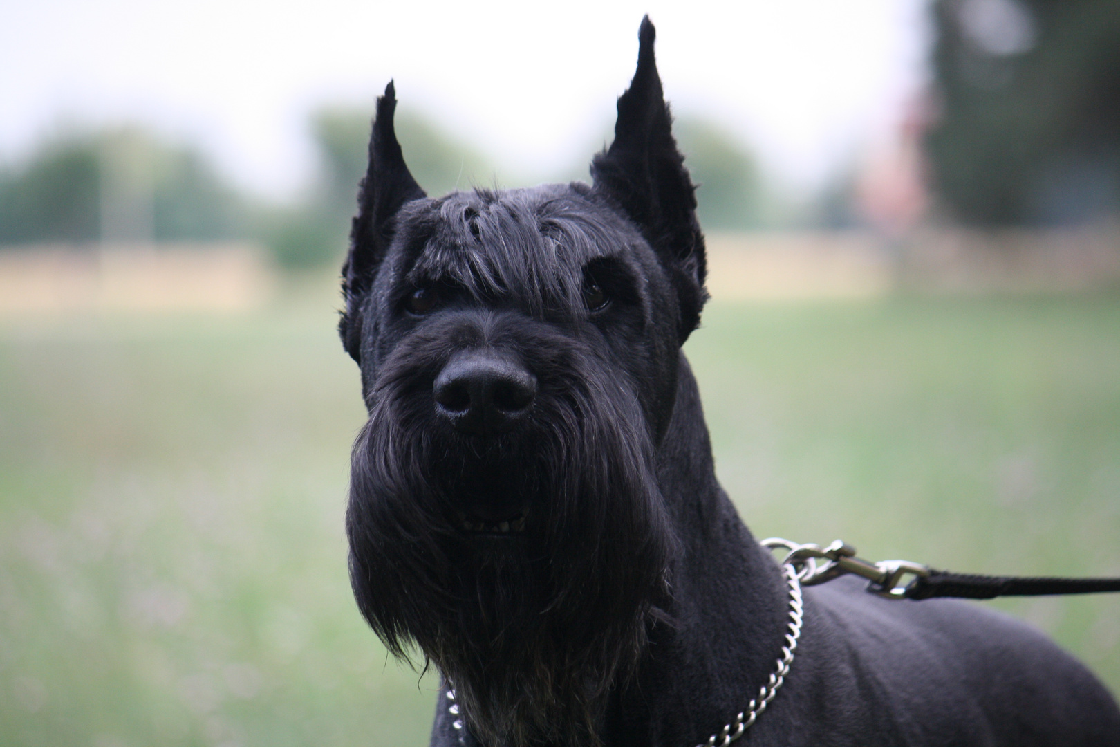 Riesenschnauzer Foto & Bild tiere, haustiere, hunde Bilder auf