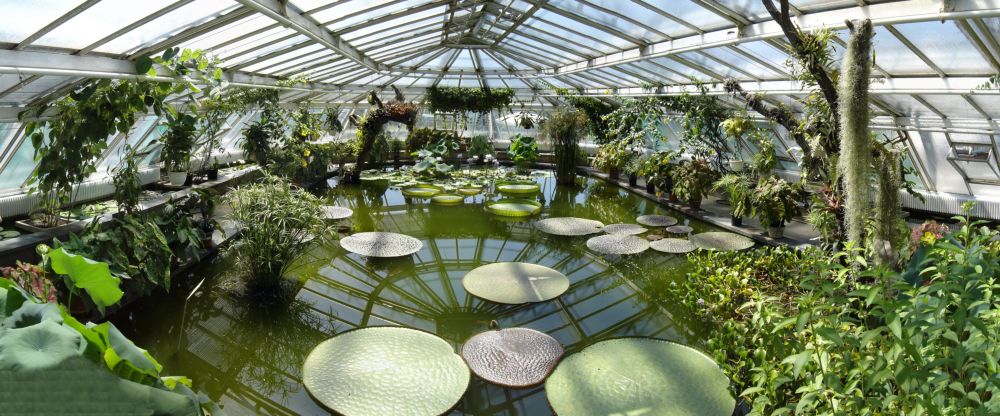 Pilze Botanischer Garten Berlin riesenseerose im botanischen garten berlin foto Pilze Botanischer Garten Berlin riesenseerose im botanischen garten berlin foto