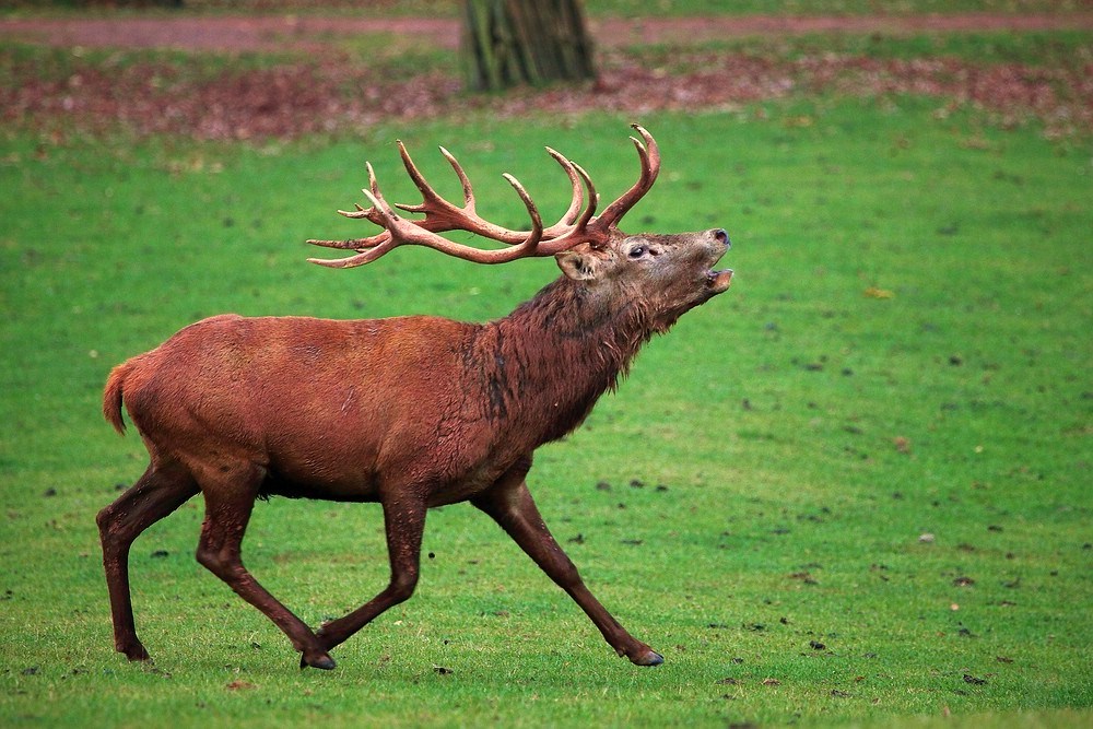 Röhrender Hirsch Foto &amp; Bild | tiere, zoo, wildpark &amp; falknerei ...