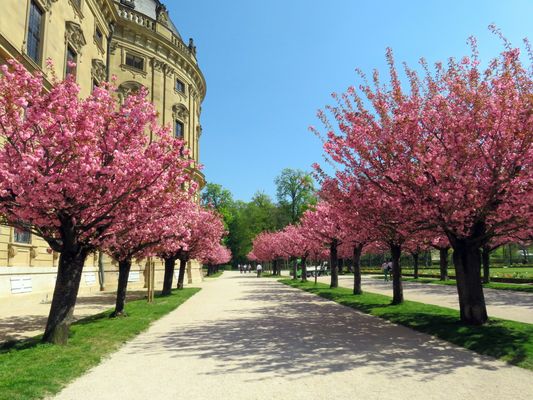 Blühende Bäume Fotos & Bilder auf