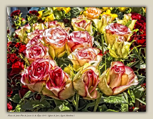 Rosas de Santa Rita de Cassia 22 de Mayo 2010 ( Iglesia de Sant Agustí Barcelona )