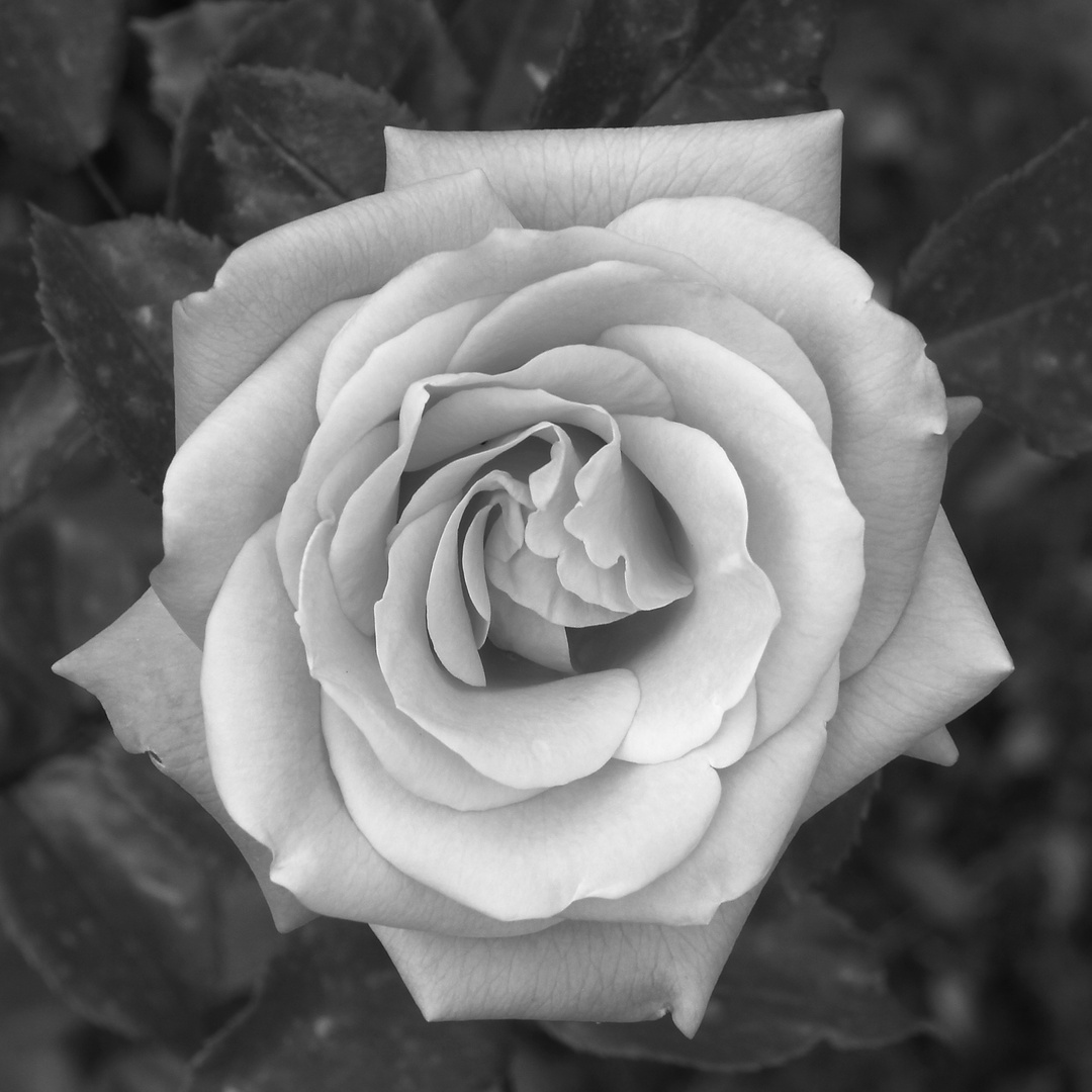 Rose in Schwarz/Weiß Foto &amp; Bild pflanzen, pilze &amp; flechten, blüten