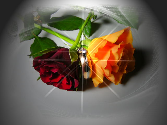 Rosen der Liebe Foto & Bild archiv kritik am bild, kritik am bild