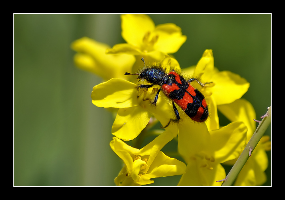 Rotschwarzer Käfer Foto & Bild tiere, wildlife, insekten Bilder auf