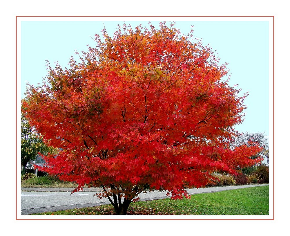 Rotahorn Foto & Bild jahreszeiten, herbst, natur Bilder auf