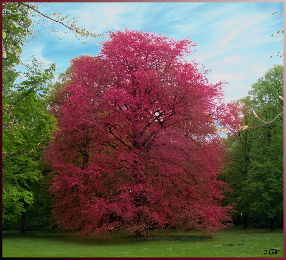 Rotbuche ? Foto & Bild pflanzen, pilze & flechten, bäume, laubbäume