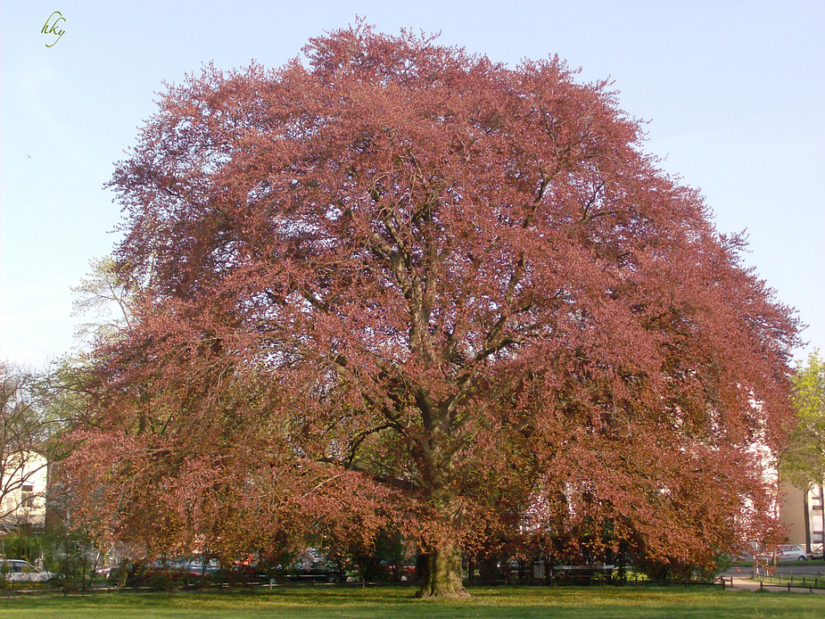 Rotbuche od. Blutbuche Foto & Bild jahreszeiten, frühling, allerlei