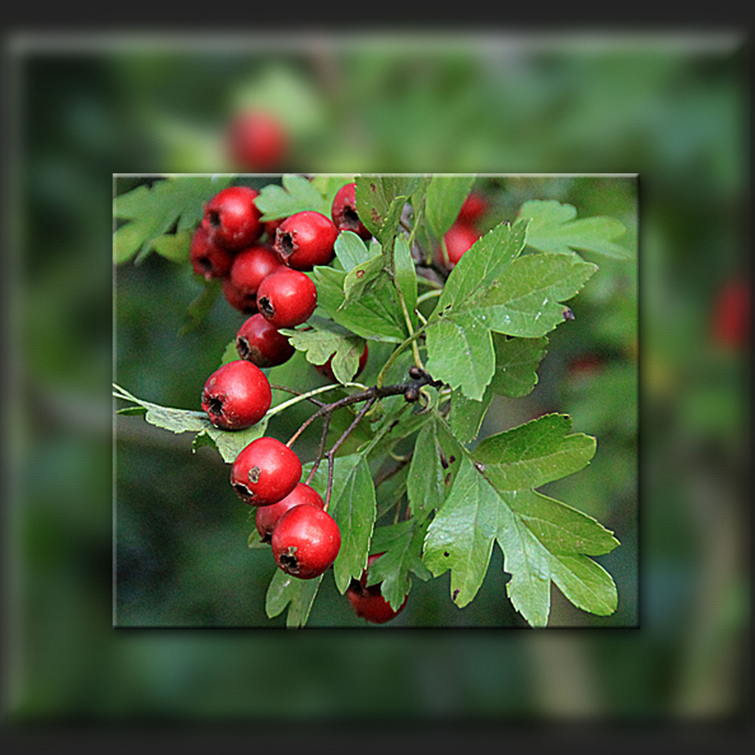 ROTE BEEREN Foto & Bild jahreszeiten, herbst, collagen i Bilder auf