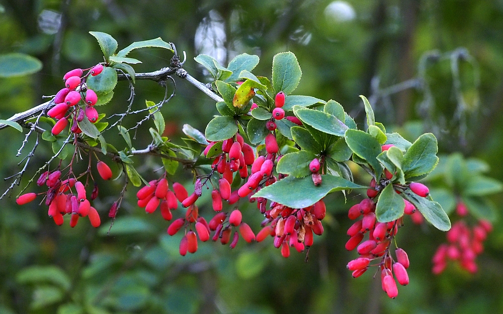 Rote Beeren Foto & Bild pflanzen, pilze & flechten, sträucher, natur Bilder auf