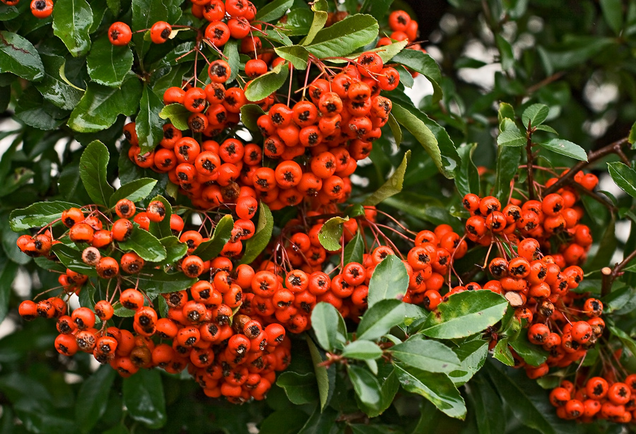 Rote Beeren im Herbst! Foto & Bild pflanzen, pilze & flechten