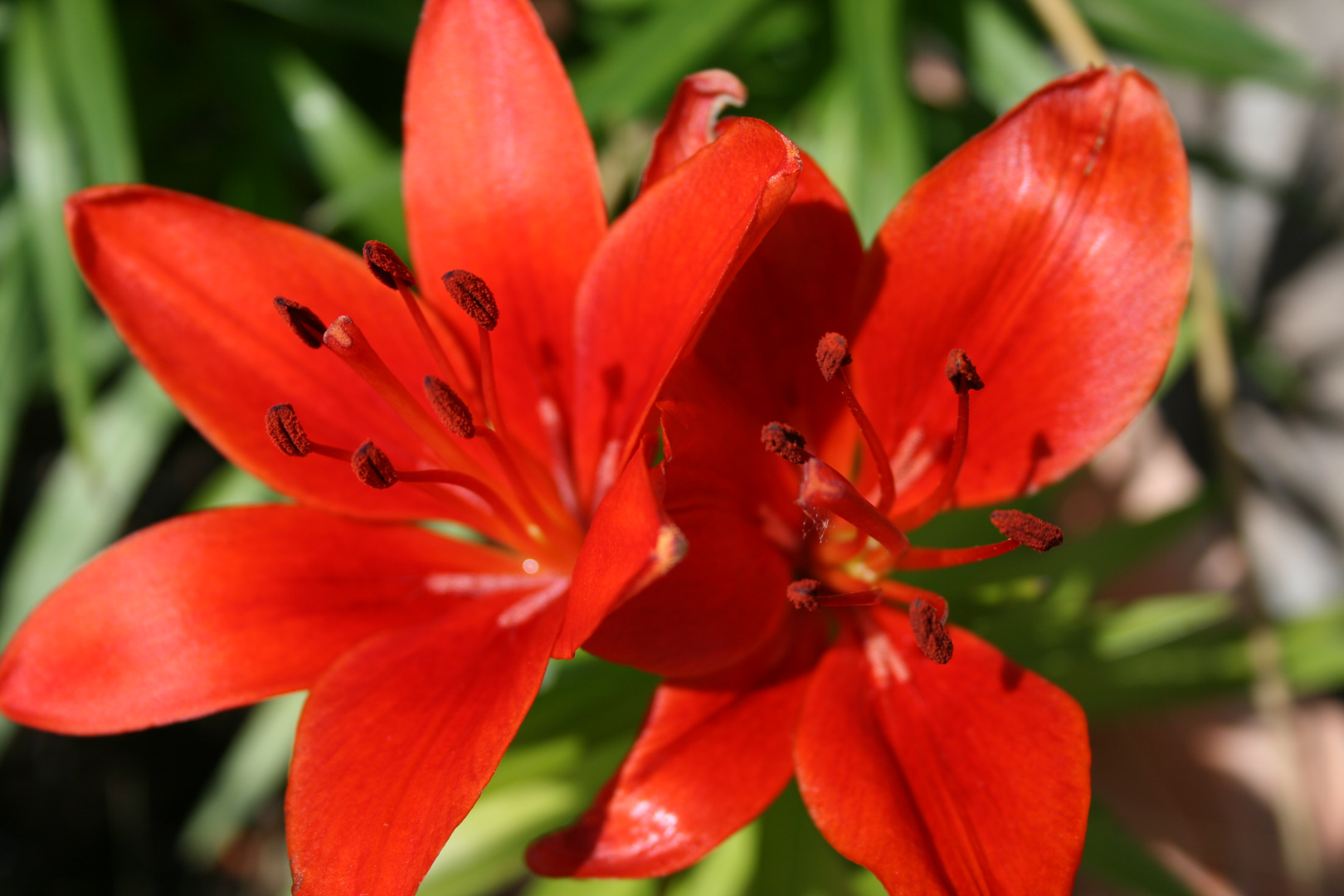 Rote Blume Foto & Bild pflanzen, pilze & flechten, pflanzen, natur
