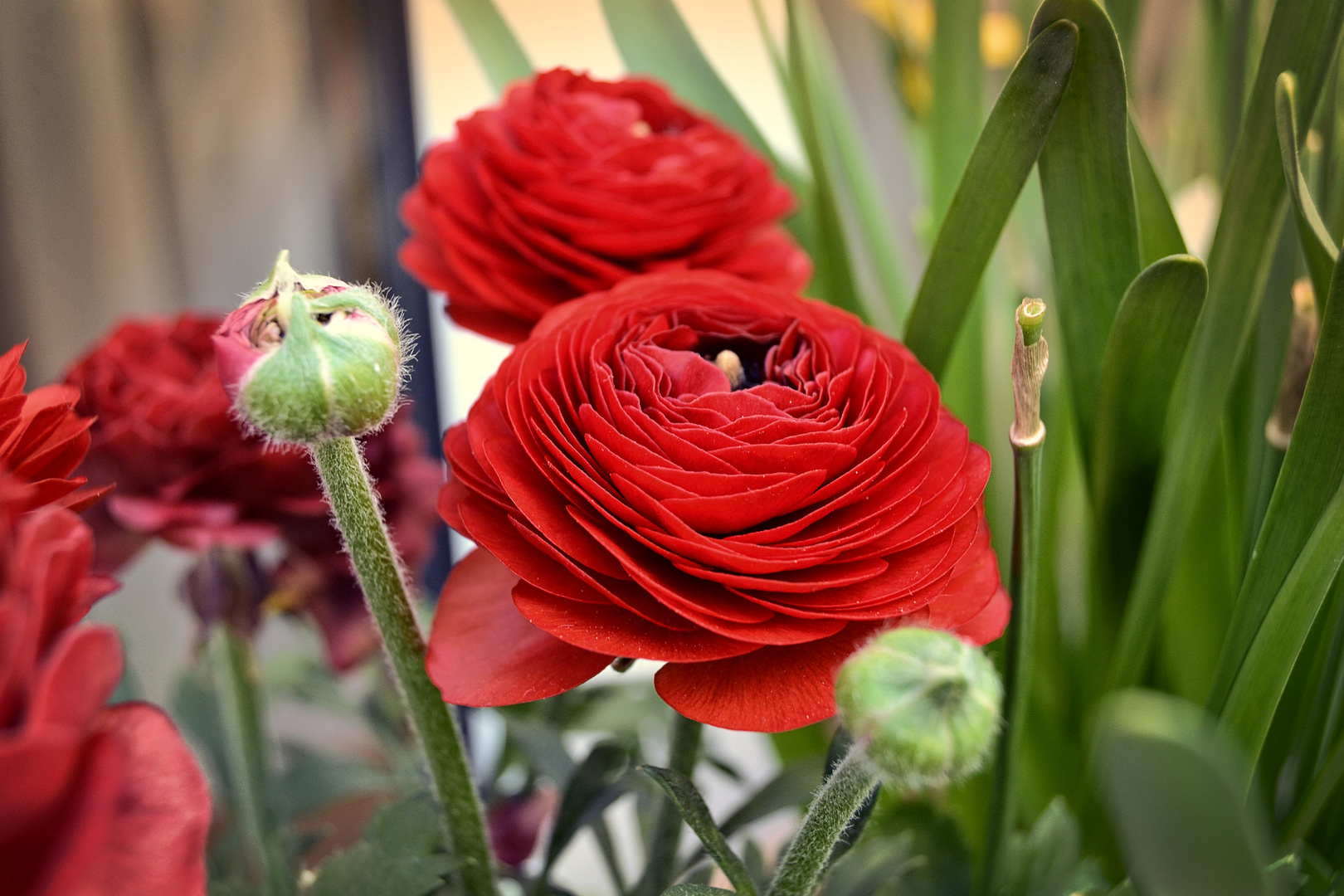 Rote Blumen. Foto & Bild pflanzen, pilze & flechten, blüten