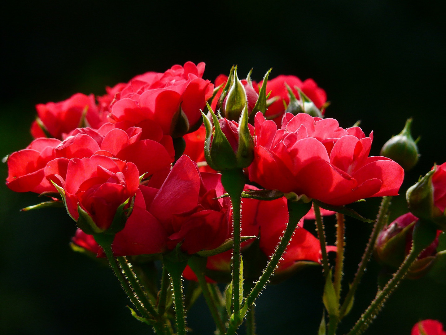 rote rosen kostenlos ansehen rote rosen kostenlos ansehen