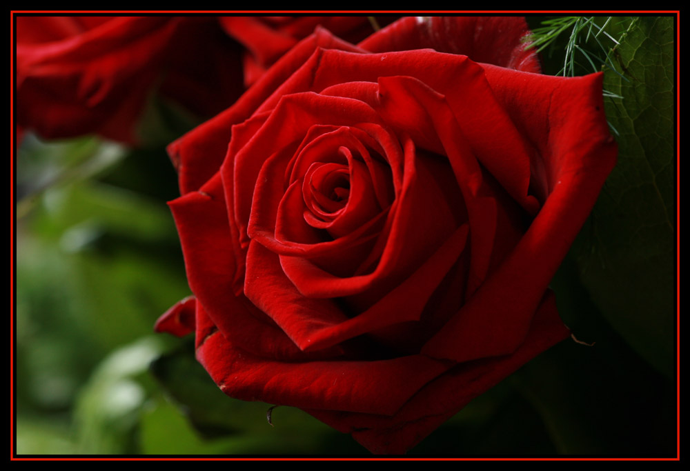 Rote Rosen Bilder Rote Rosen Bilder