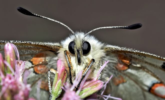 Roter Apollo, Augen-Blick! (Parnassius apollo) --- Portrait de l'Apollon!