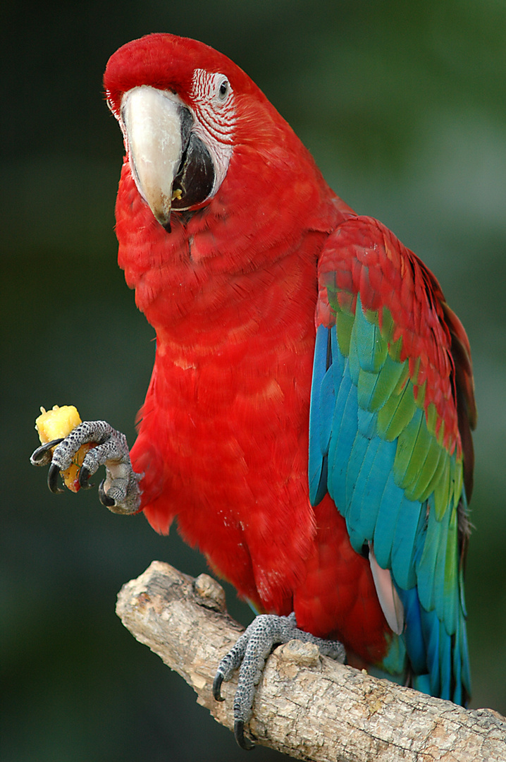 Roter Ara Foto & Bild | tiere, zoo, wildpark & falknerei, tiere