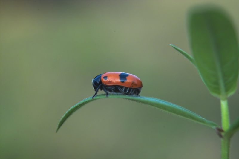 Roter Kaefer mit schwarzen Flecken auf einem Blatt. Foto