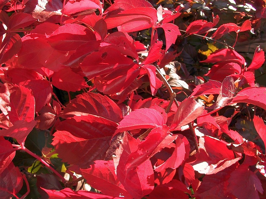 Rotes Laub Foto & Bild pflanzen, pilze & flechten, bäume, bäume und