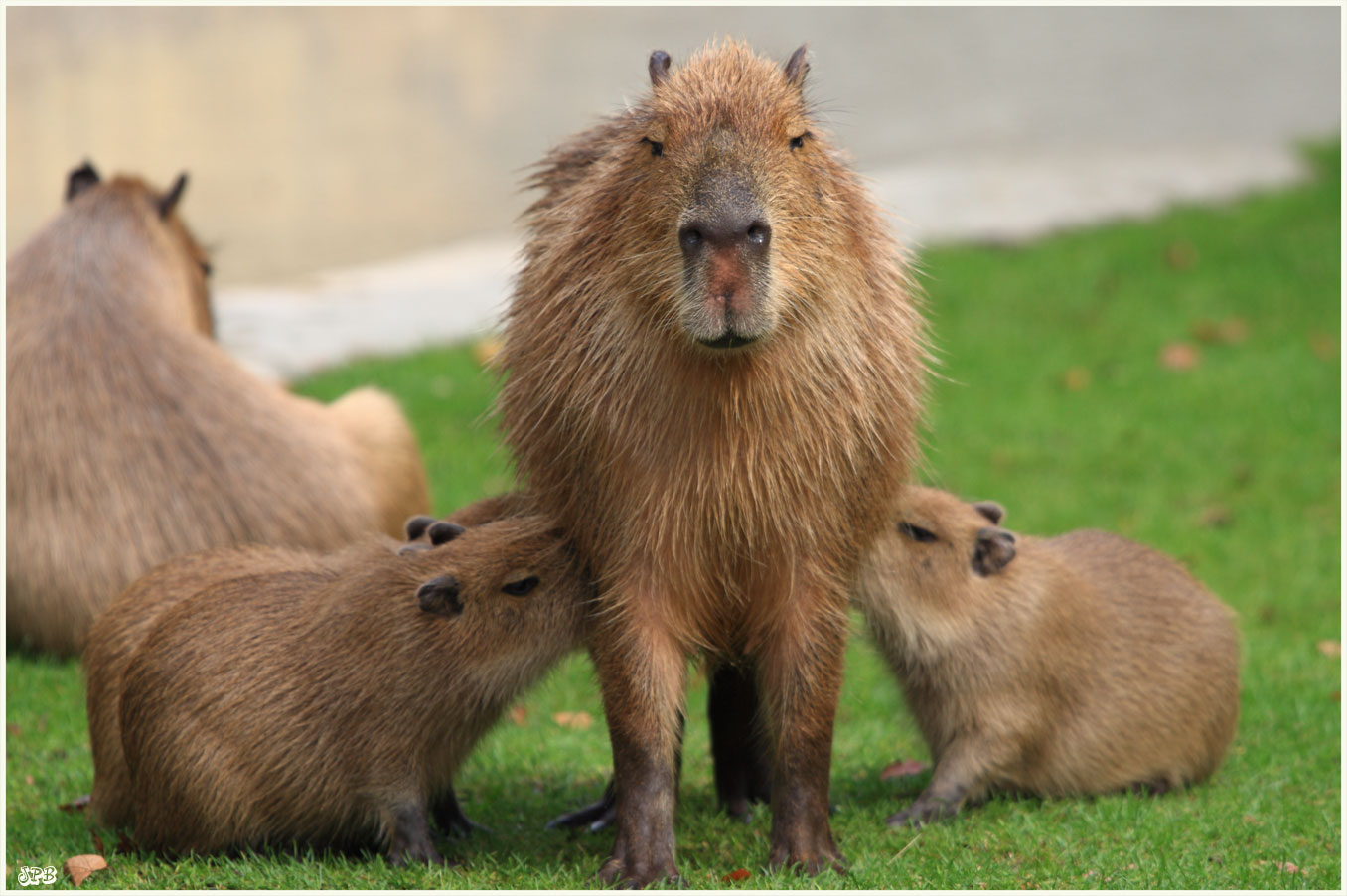 Säugendes Capybara im Zoo Köln Foto & Bild | tiere, zoo, wildpark