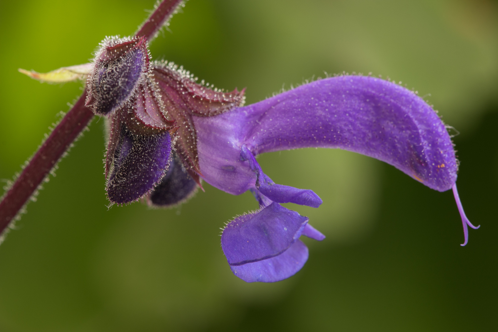 Salbei Blüte Foto & Bild natur, pflanzen, blüten Bilder auf