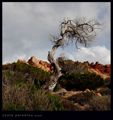 Sardegna - Costa Paradiso - Fauna & Flora - vom wind geprägt