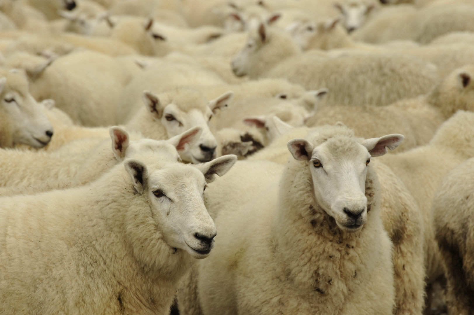 scharfe Schafe sharp sheep Foto & Bild tiere, haustiere, nutztiere