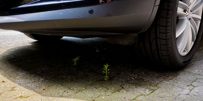 Schattengewächse...oder ein steiniger Weg, aber es gibt Hoffnung, etwas sprießt.