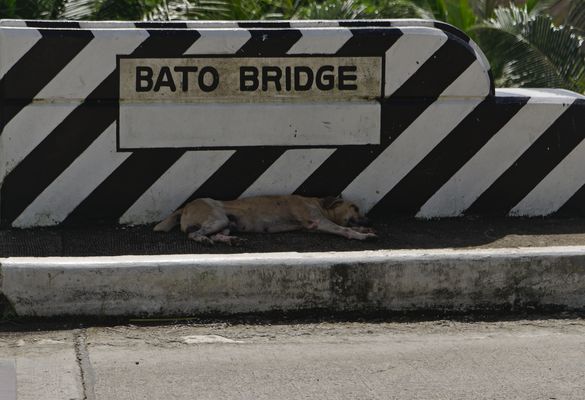Hunde, Hundebilder, Hundefotos