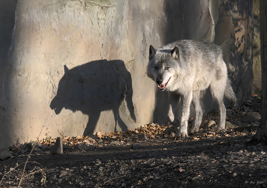 Schattenwolf Kaufen Schattenwolf Kaufen