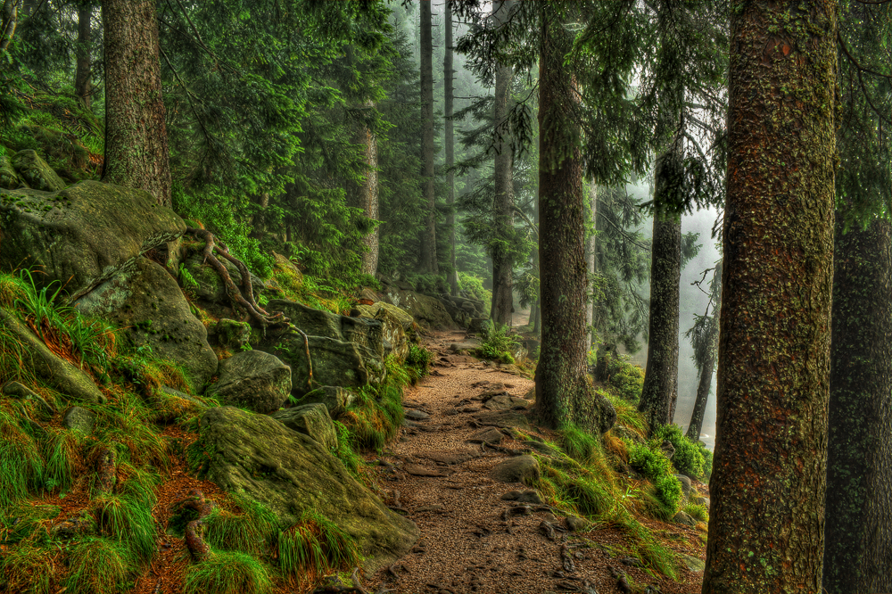 Schatzhauser im grünen Tannenwald... Foto & Bild mystische orte