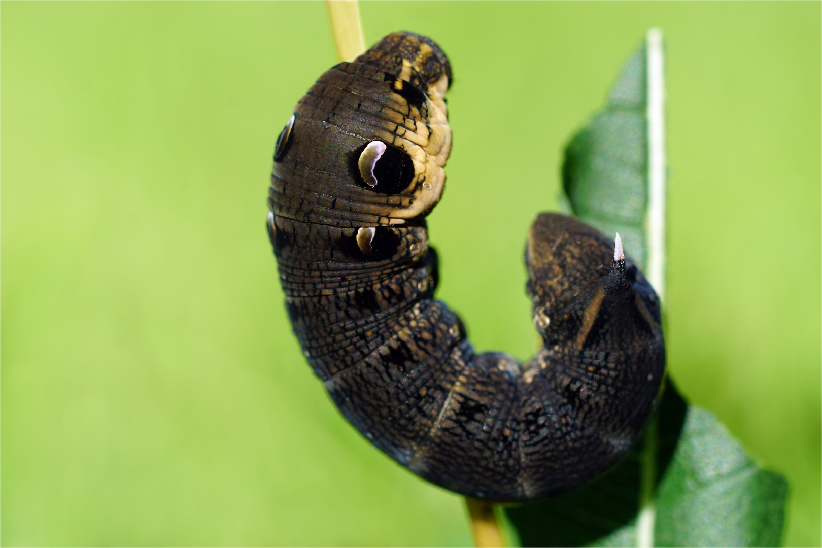 Scheinaugen Raupe vom Mittleren Weinschwärmer Foto & Bild natur