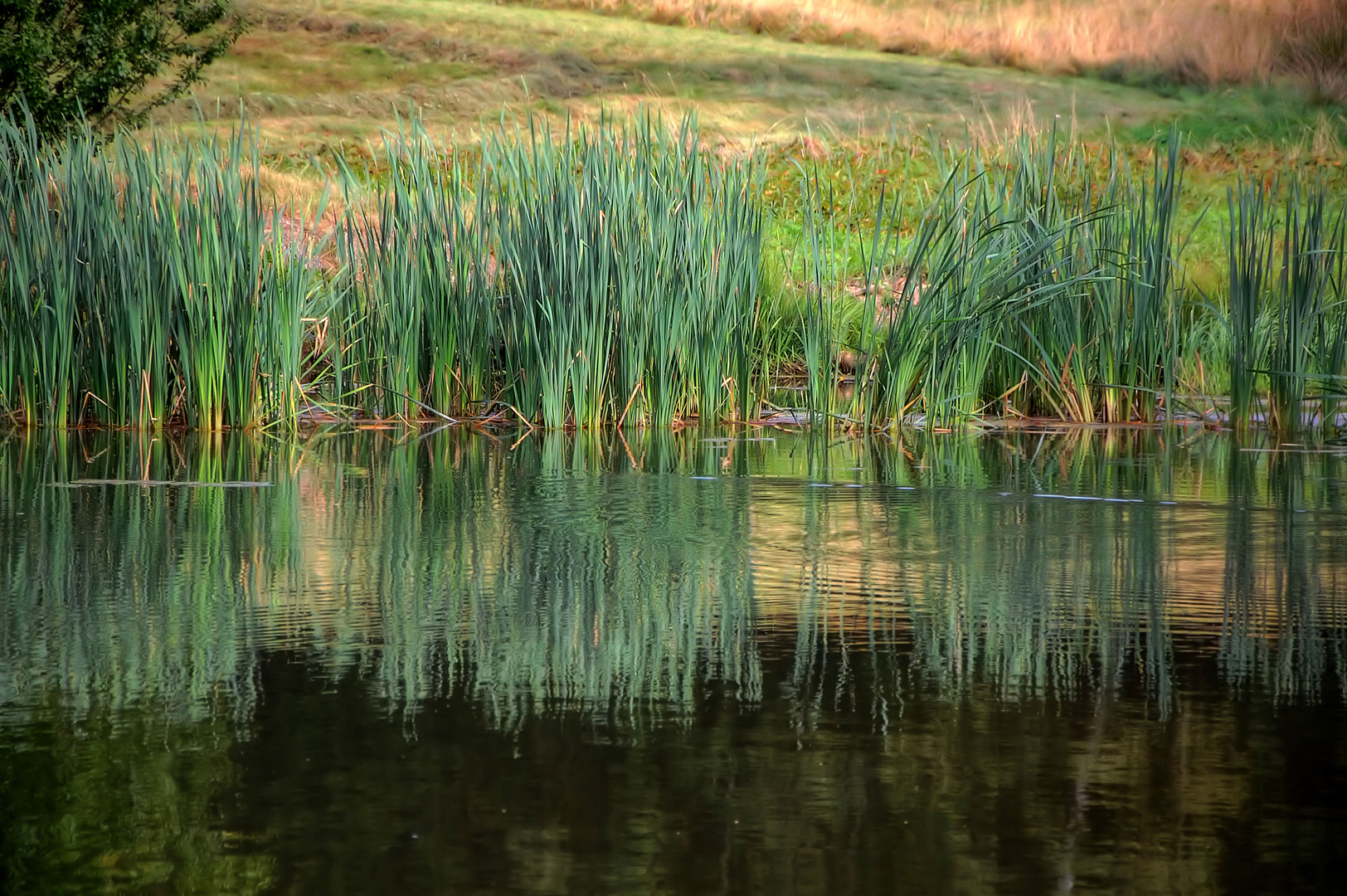 Schilf Foto & Bild landschaft, bach, fluss & see, see, teich & tümpel