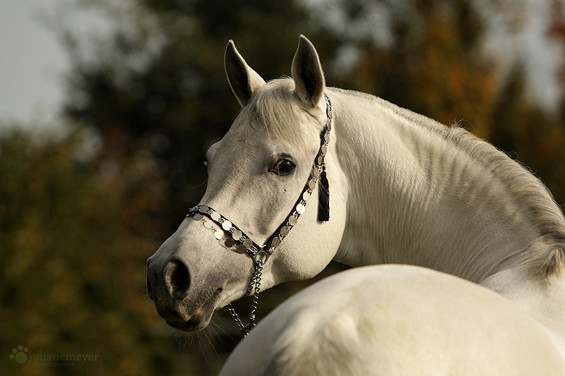 Schimmel Foto & Bild tiere, haustiere, pferde, esel, maultiere Bilder