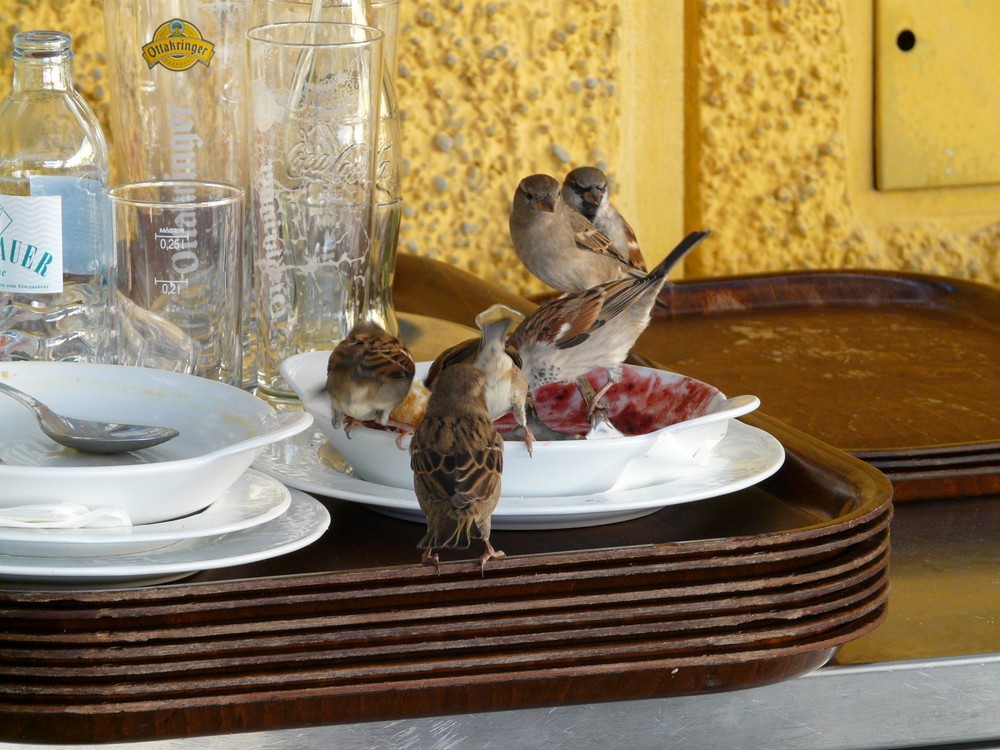 Schlacht Am Kalten Buffet Schlacht Am Kalten Buffet