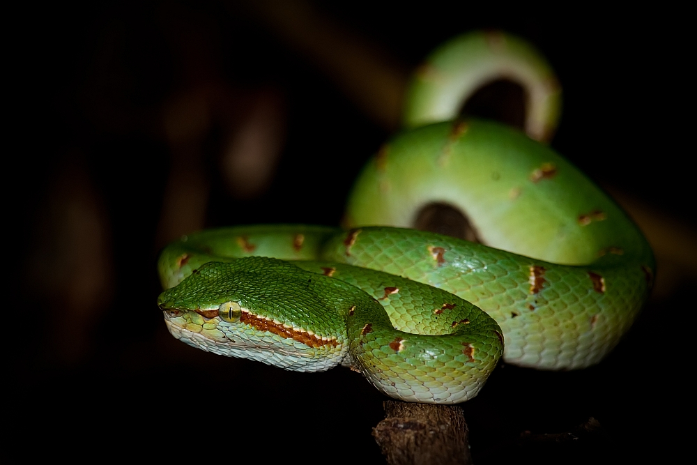 Borneo Cewe schlange borneo foto bild tiere wildlife hibien Borneo Cewe schlange borneo foto bild tiere wildlife hibien