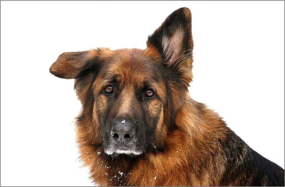 Schlappohr Foto & Bild tiere, haustiere, hunde Bilder auf