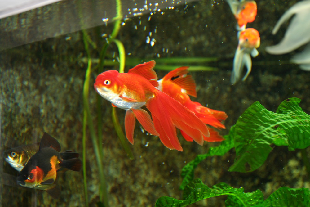 Schleierschwanz Foto & Bild tiere, zoo, wildpark & falknerei, zoo