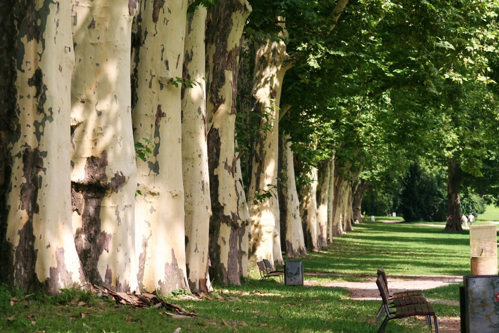 Schloßgarten Stuttgart Foto &amp; Bild landschaft, garten